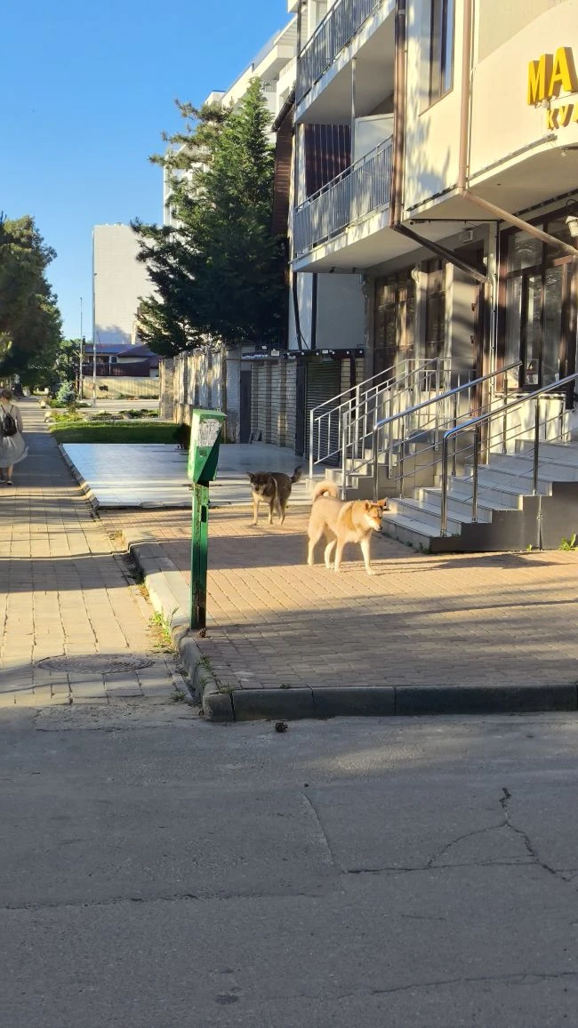 От подписчика