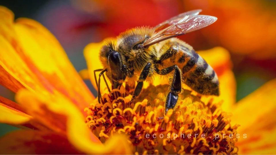 🐝 Пчелы — природные «датчики» здоровья нашей планеты! 🌍