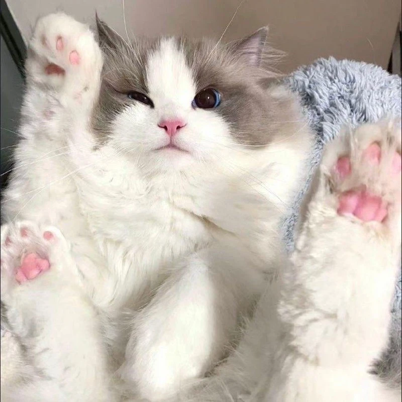 Пушистая королева🥰