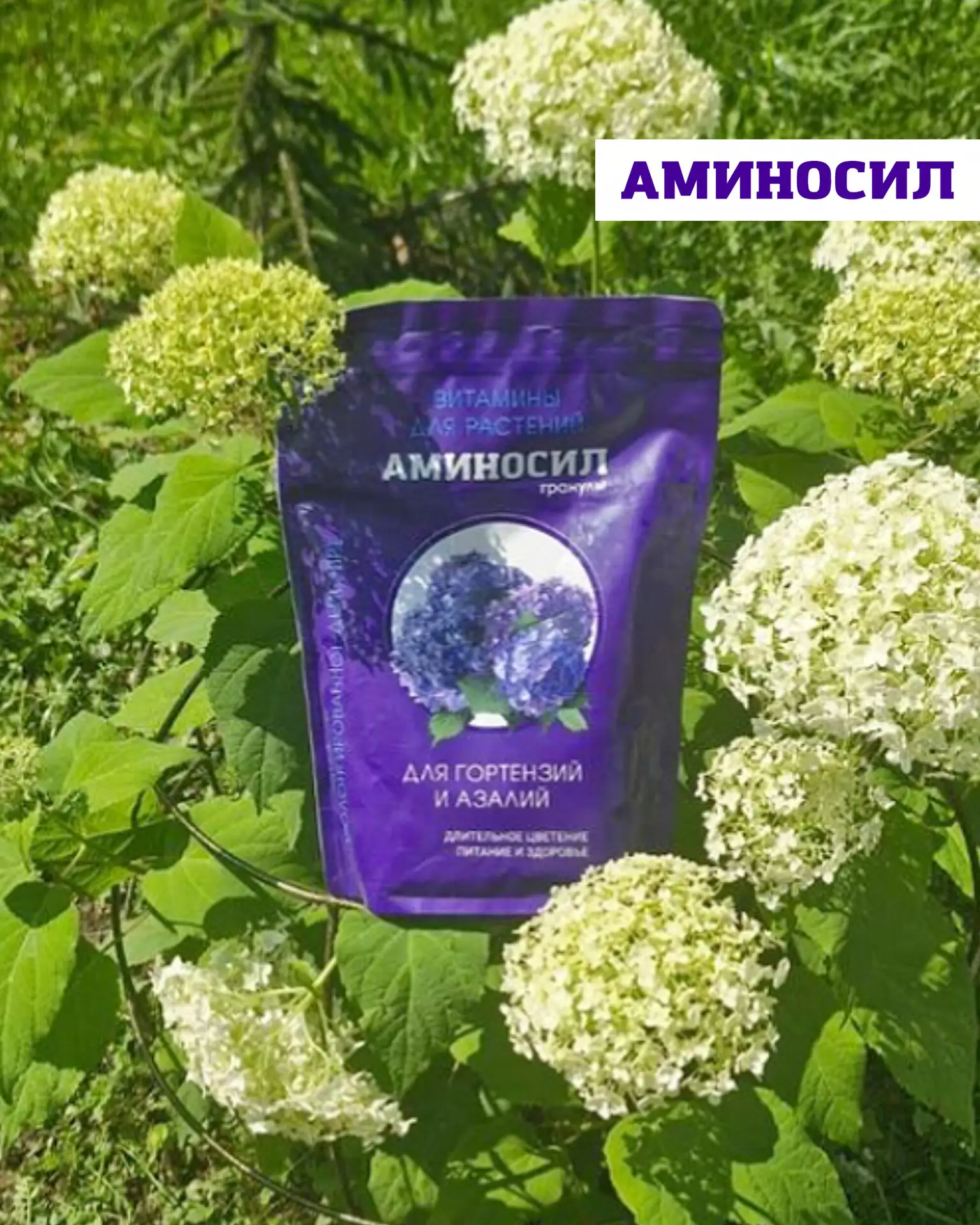 Когда сажать метельчатую гортензию, чтобы она прижилась и пышно цвела 🌸  Метельчатая гортензия — одн