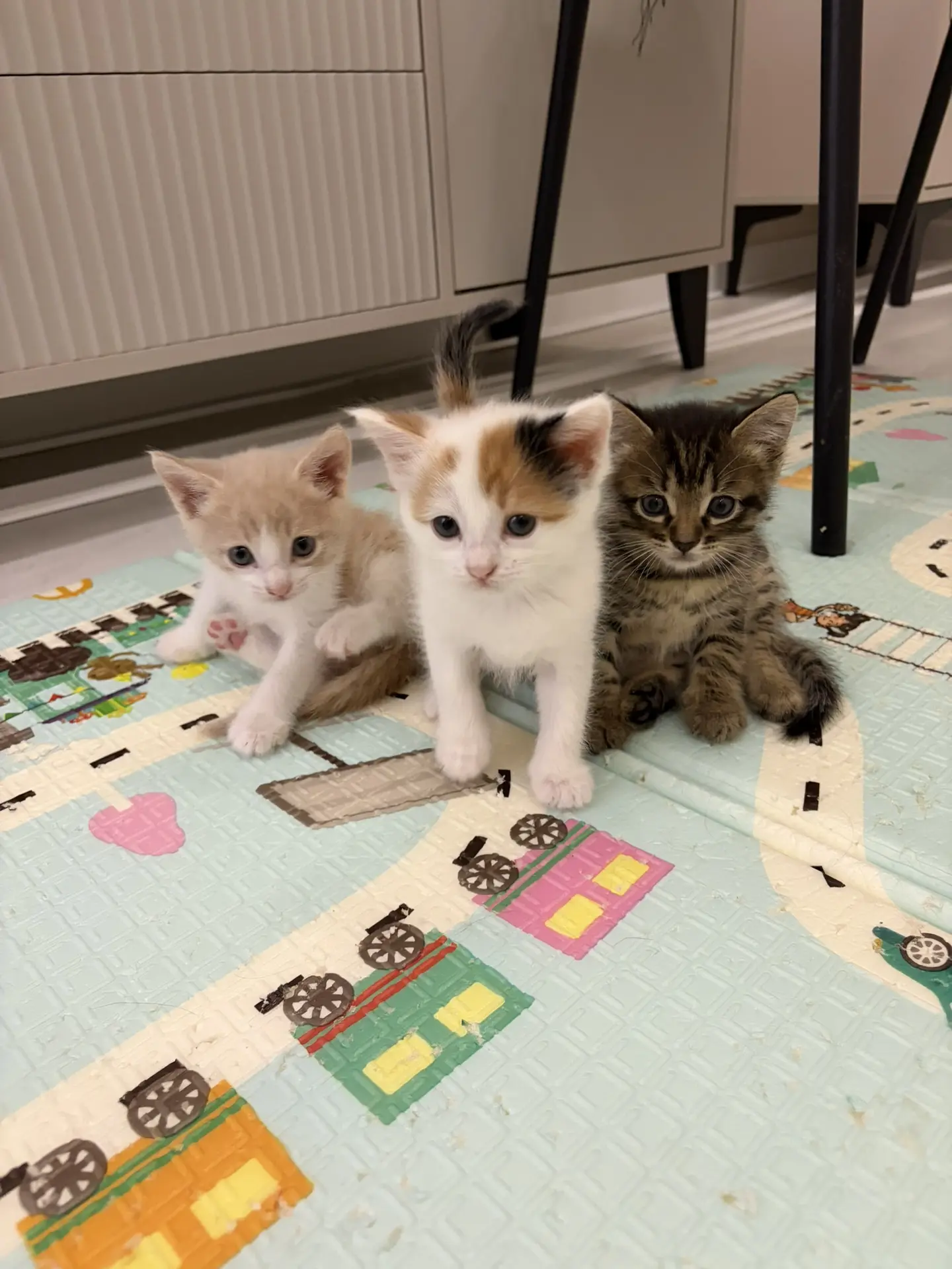 Здравствуйте! Отдаем котят в добрые и заботливые руки. Котята домашние, чистые, ласковы...