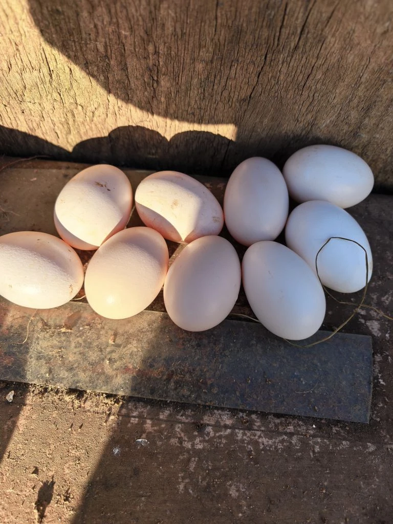 Мои новенькие! 🐓❤️