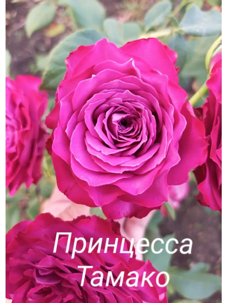 Начну знакомить вас с розами из новой поставки😍