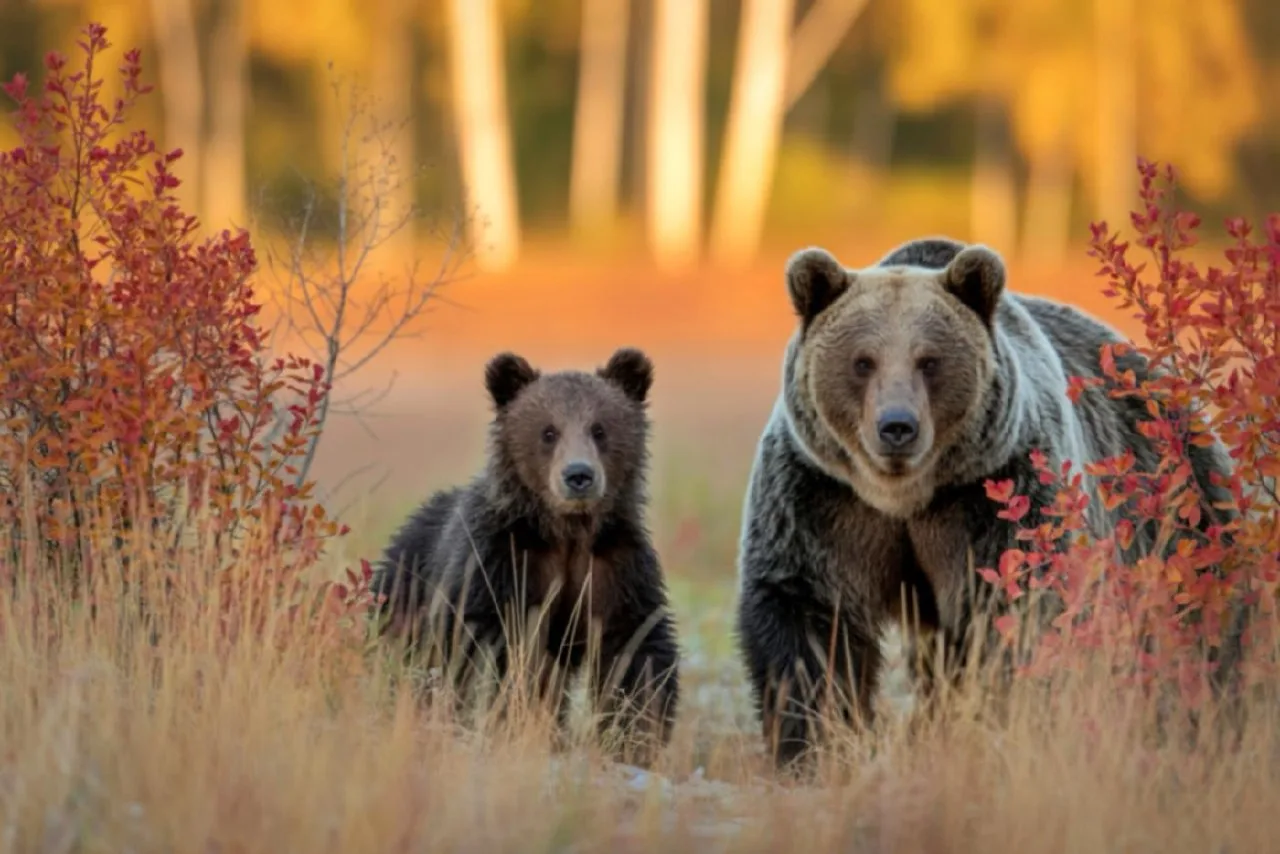 ⚡️В 11 кожуунах Тувы ввели режим повышенной готовности из-за участившихся выходов медве...