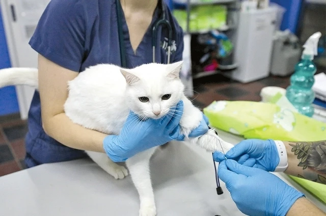 🐈 Нужно ли прививать домашнюю кошку, если она не гуляет во дворе❓