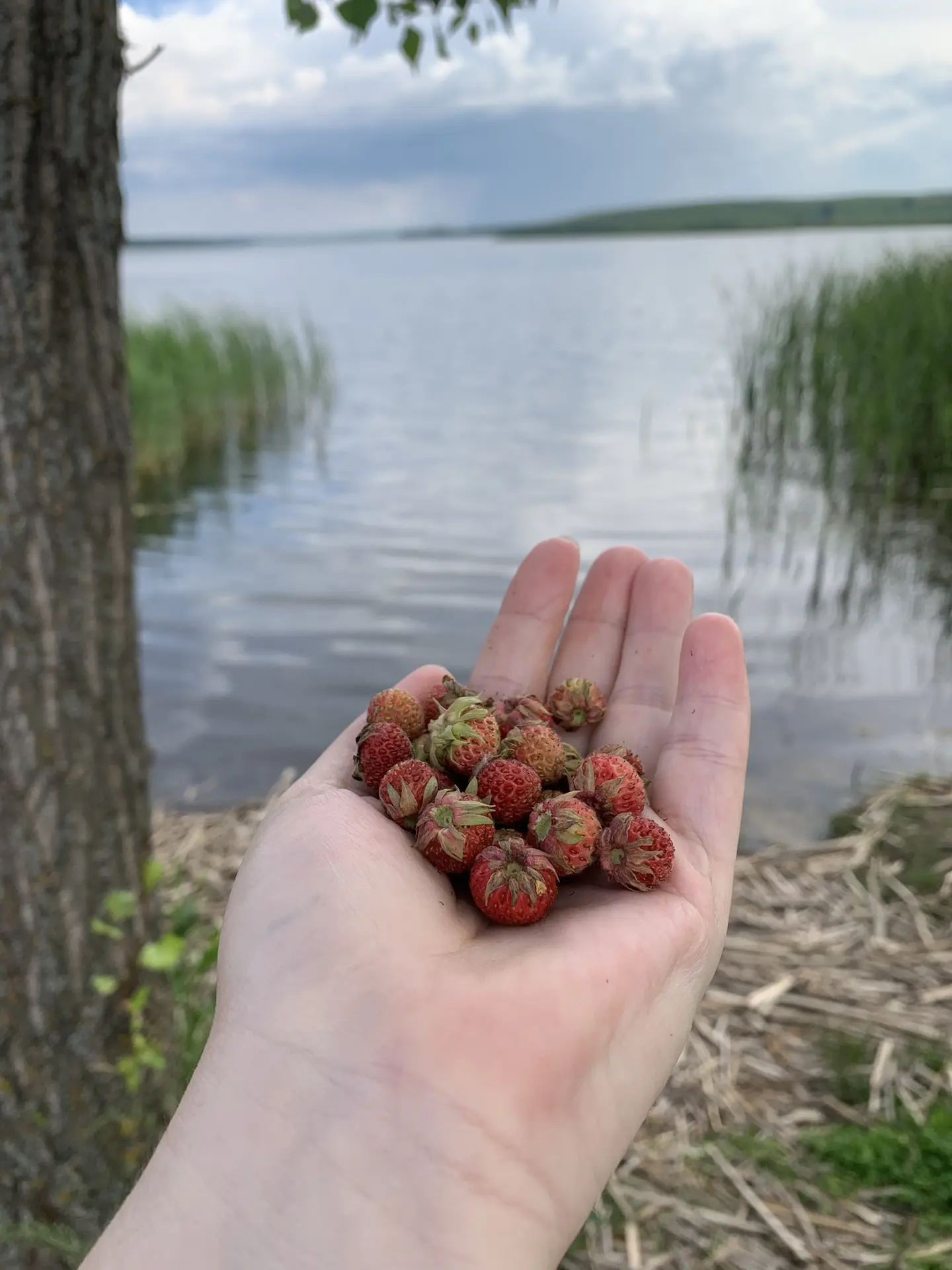 Полевая клубника пошла( я ее называю земляника) 🤤