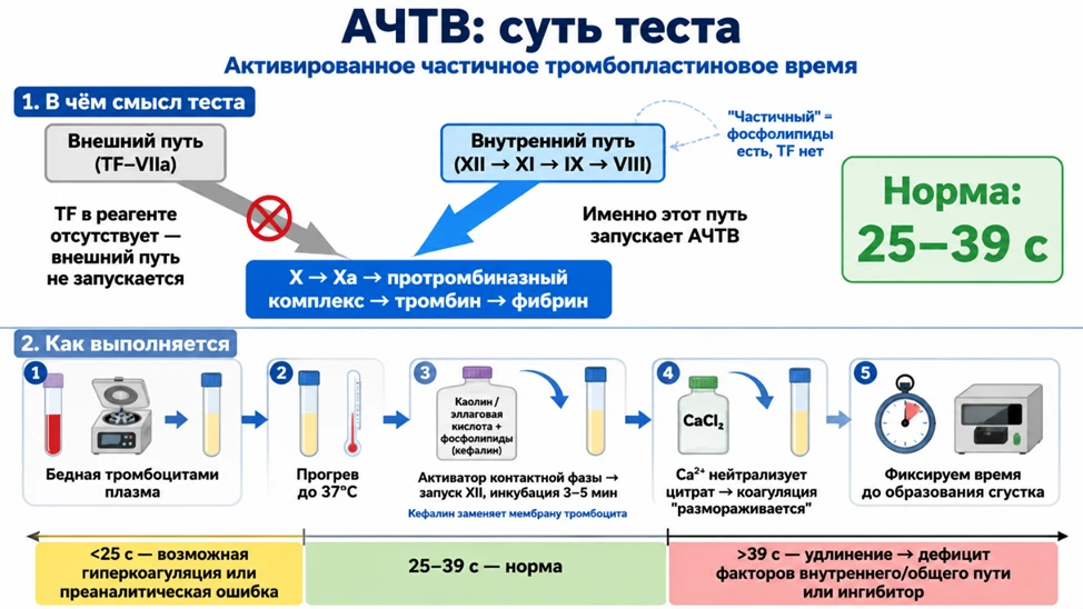 АЧТВ (активированное частичное тромбопластиновое время) — главный скрининговый тест вну...