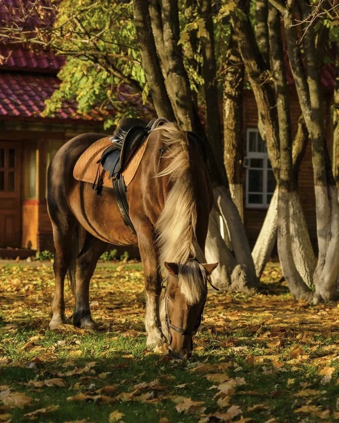 🍂 Осень зовёт в «ВКС-Кантри»