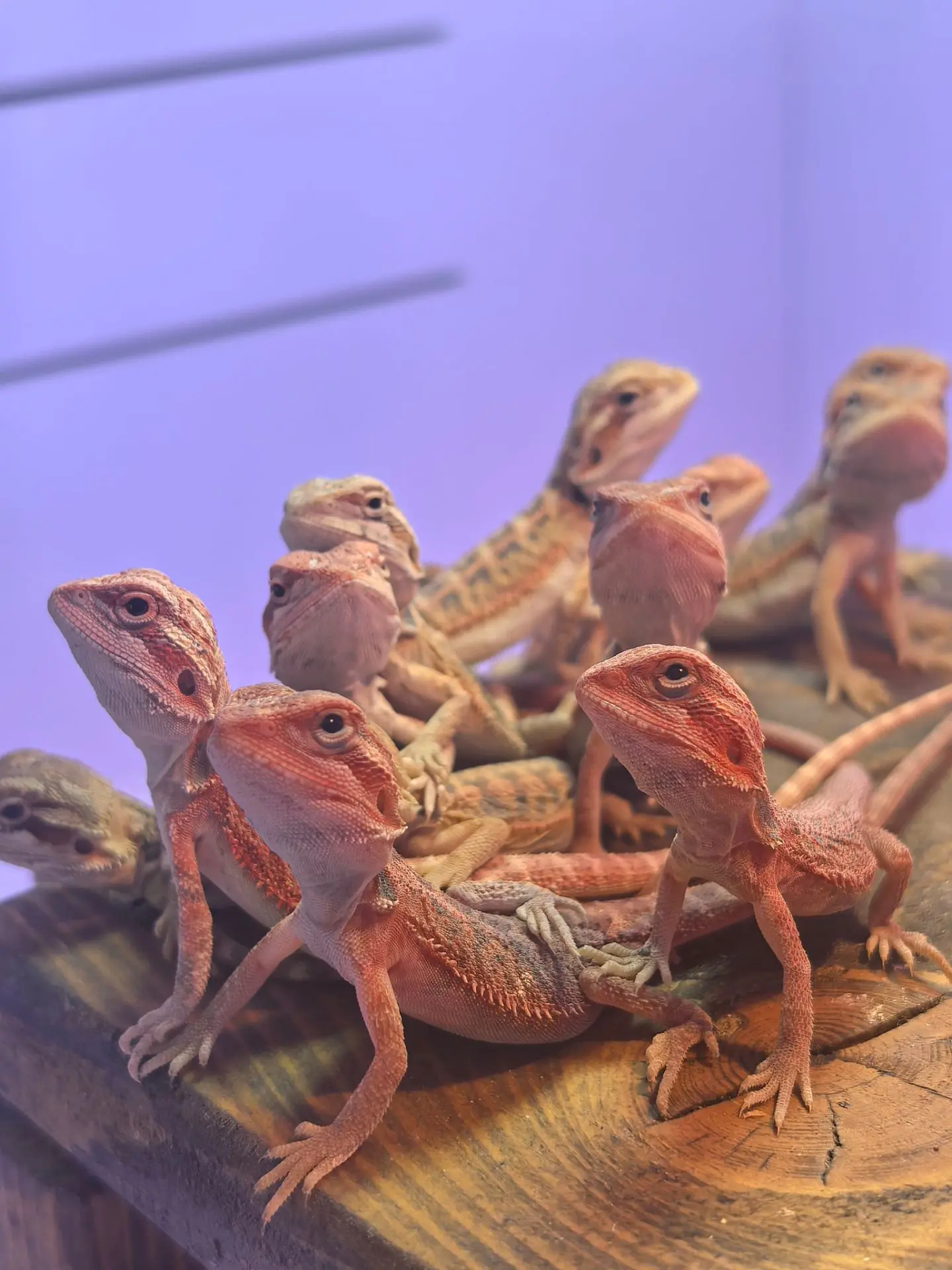Скоро малыши будут в продаже 😊