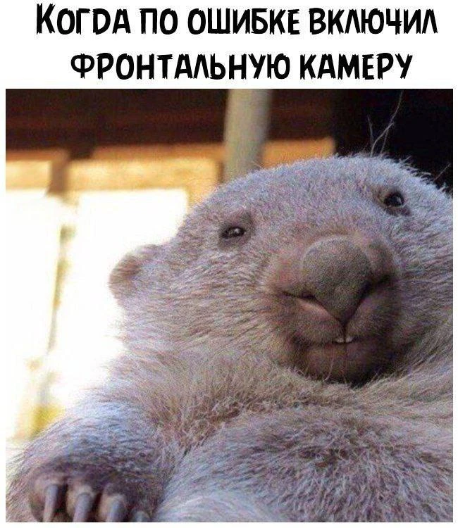 Пчёлка