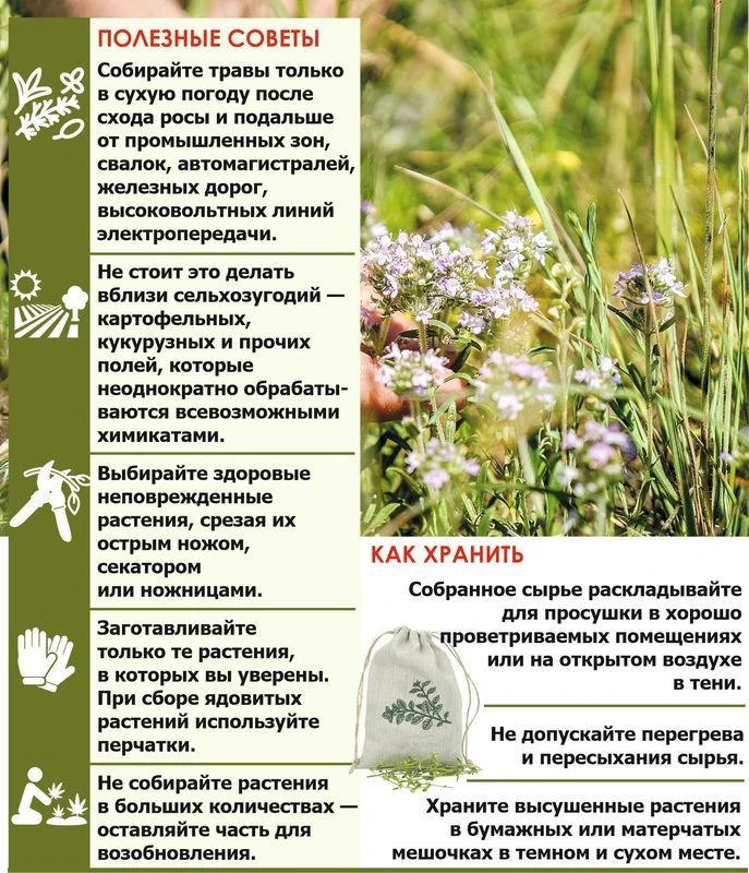 Корни: осенняя сила растений