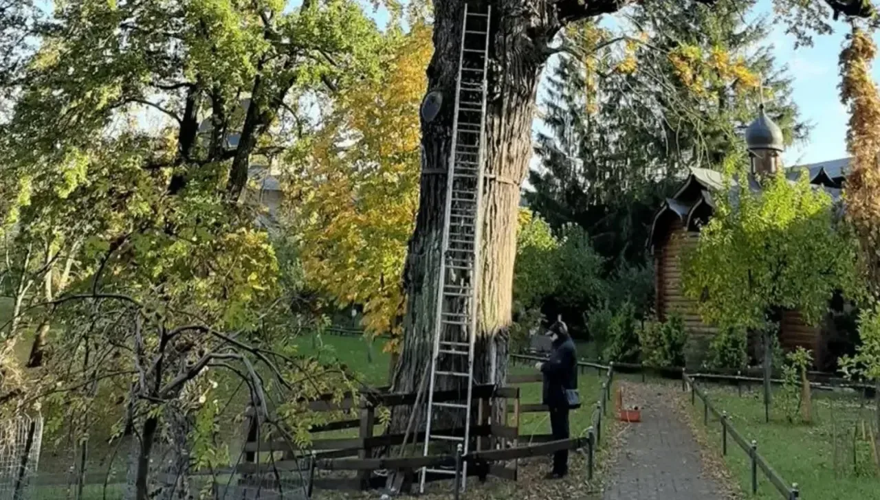 В Псковской области растёт самый старый дуб России 🌳