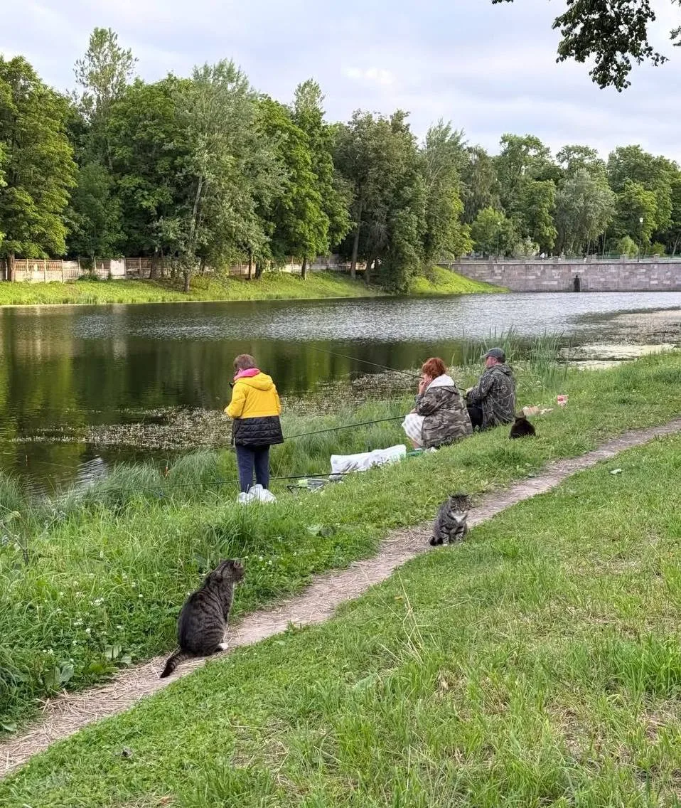 🐈‍⬛Коты терпеливо дежурят у рыбаков в ожидании свежего улова в Царском Селе.

👉 Питер Live. Подпис