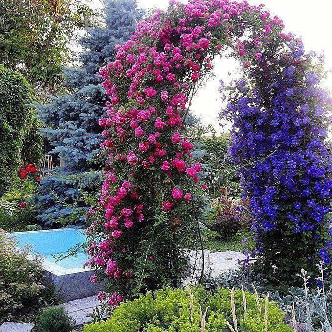 Идеальное сочетание клематисов и роз 🌸🌹