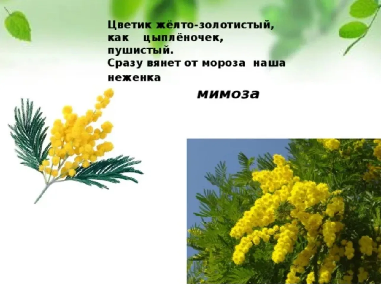 Меня зовут мимоза,
Я раньше всех цвету —
Ты где ещё увидишь
Такую красоту?!
Я южное растенье,
Я холо