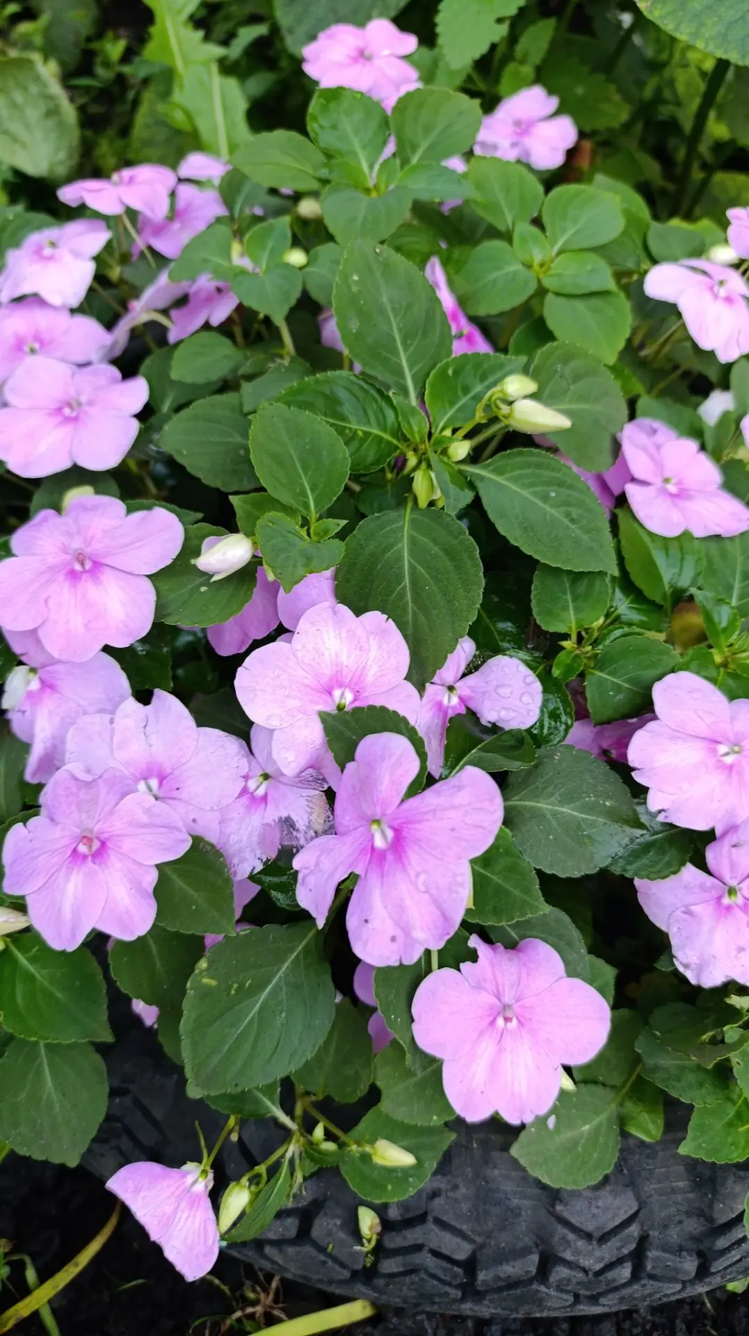 Доброе утро, друзья! 🌸

Начинайте день с чувства благодарности. Не за что-то грандиозное, а за прос