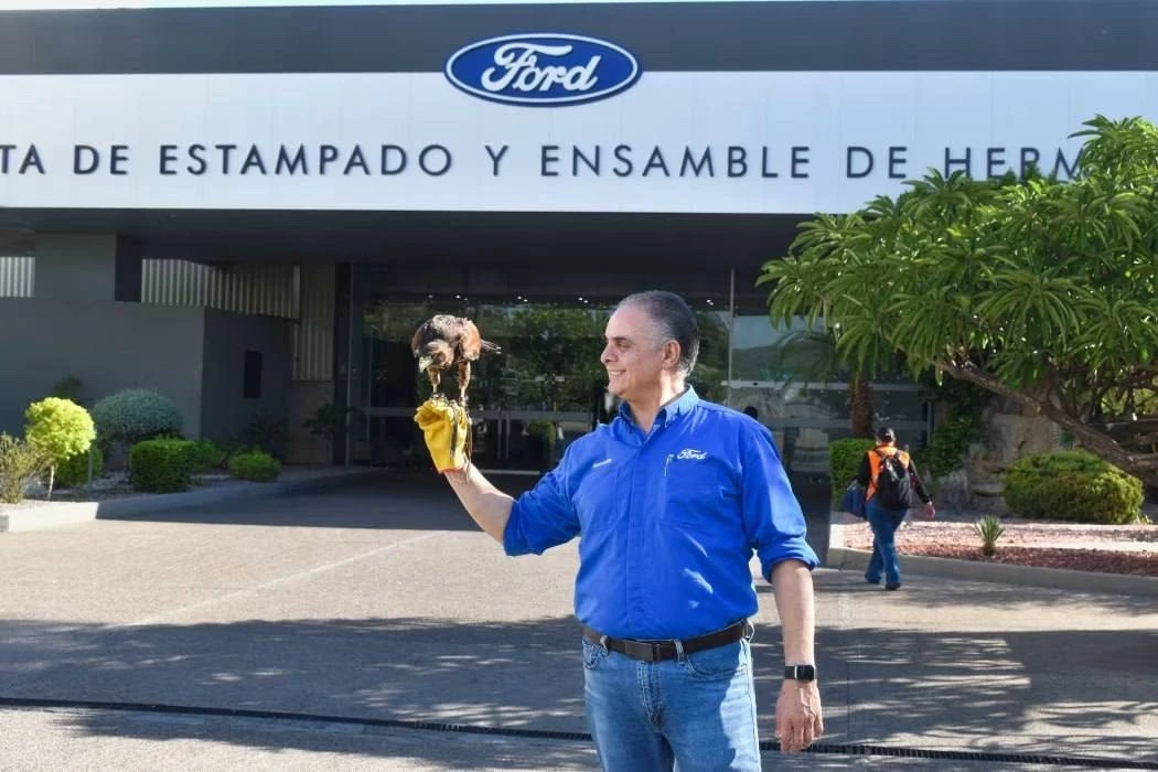 У Ford появился самый необычный сотрудник — ястреб Эль-Чарро