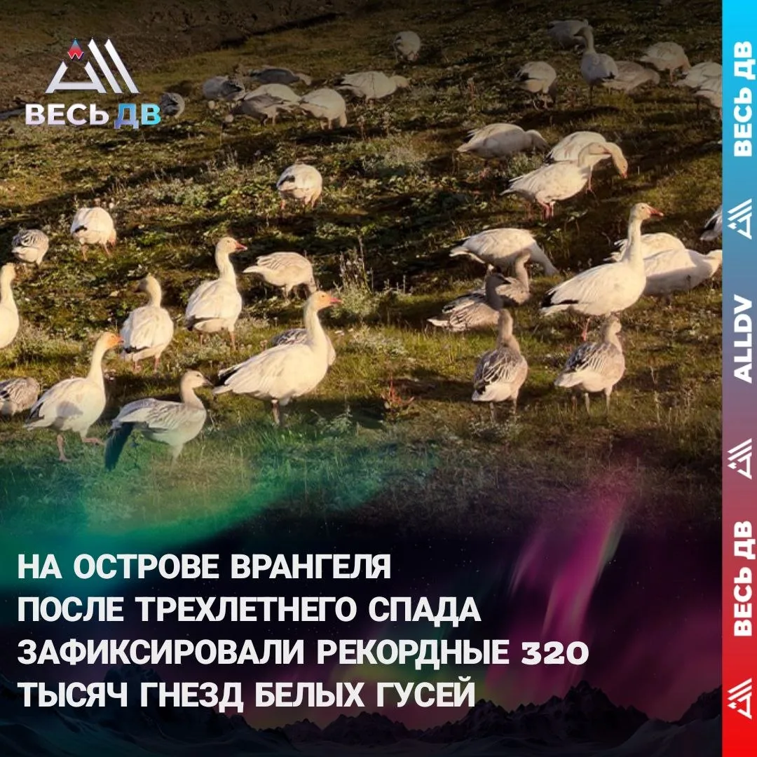 Юбилейный сезон орнитолога Василия Баранюка принес лучший результат за всю историю набл...