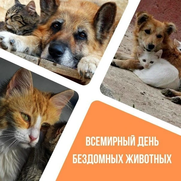 🐾 15 августа - Всемирный день бездомных животных.