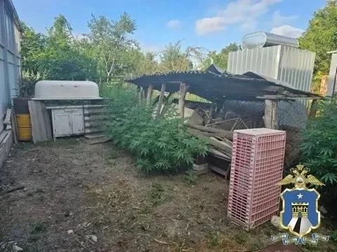 Житель Новоалександровска стал фигурантом уголовного дела, выращивая во дворе коноплю и...