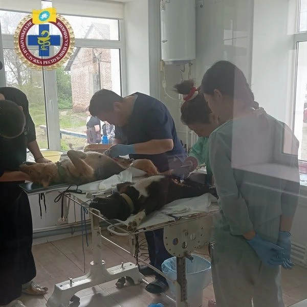 Напоминаем владельцам животных в городе Элиста о льготной стерилизации домашних животных!