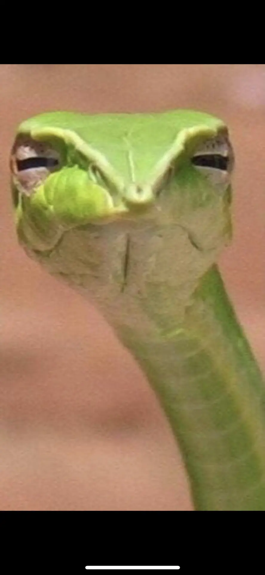 В комментах поднялся вопрос про первую помощь при укусе змеи.🐍