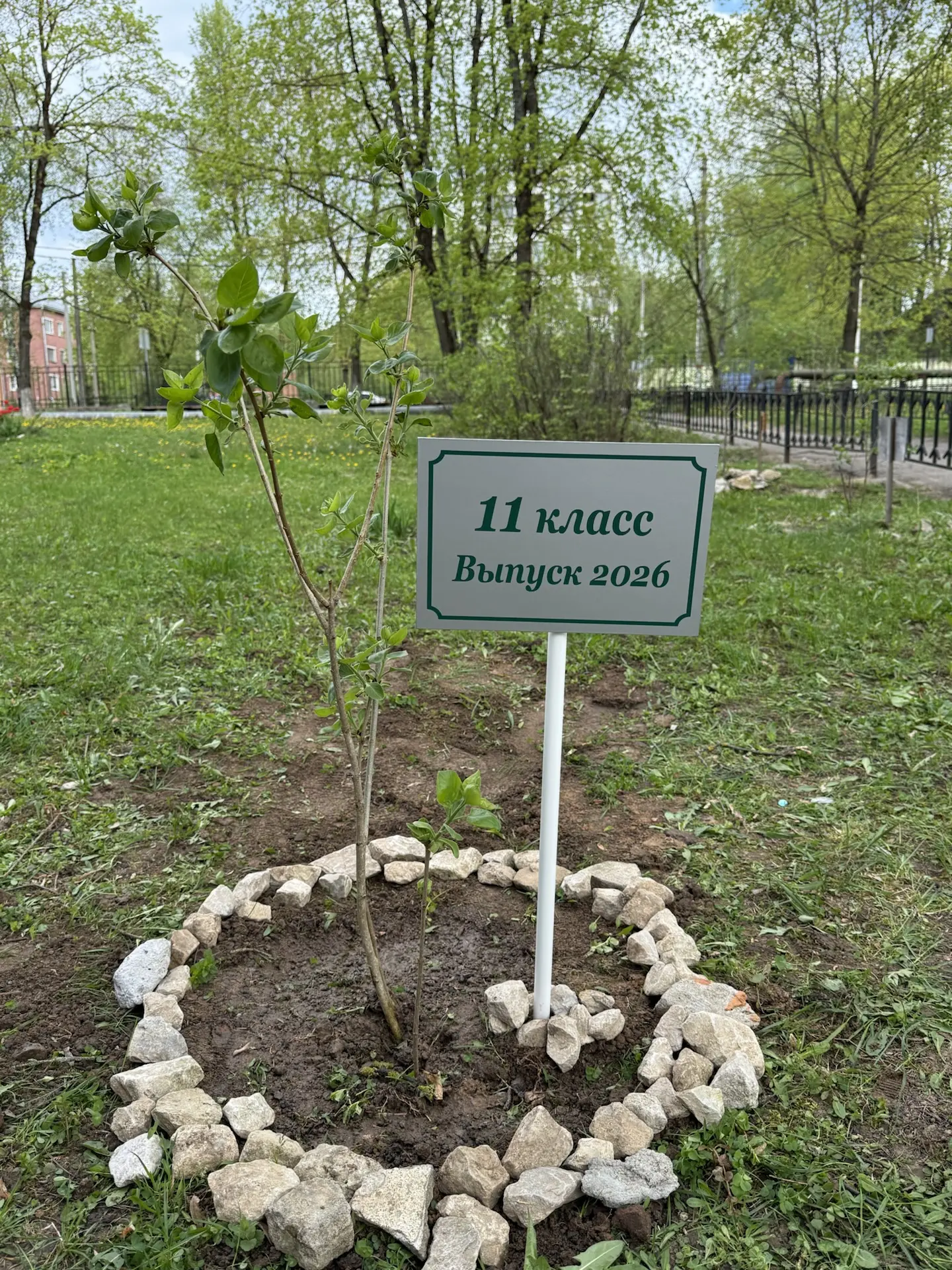 Мы продолжаем традицию по высадке сирени выпускниками!