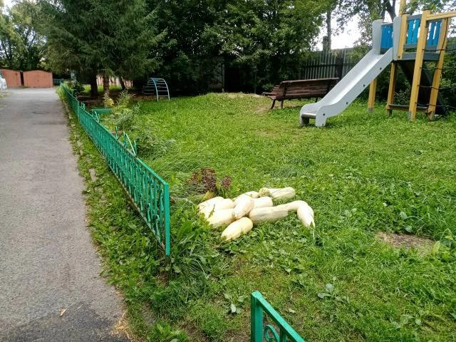 Ишимские кабачки пять дней ждут хозяев