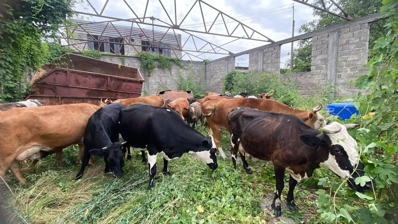 🐮 Беспризорных коров отловили в Беслане, владельцам придется заплатить штраф, чтобы их забрать

Об 