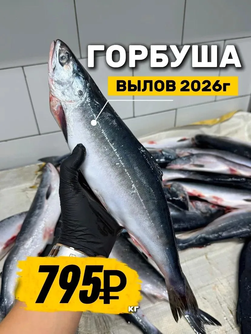 🐟КРАСАВИЦА ГОРБУША 2026г 😍

Свежий привоз, красивые целые тушки — одна лучше другой ❤️

⚡ГОРБУША
❤