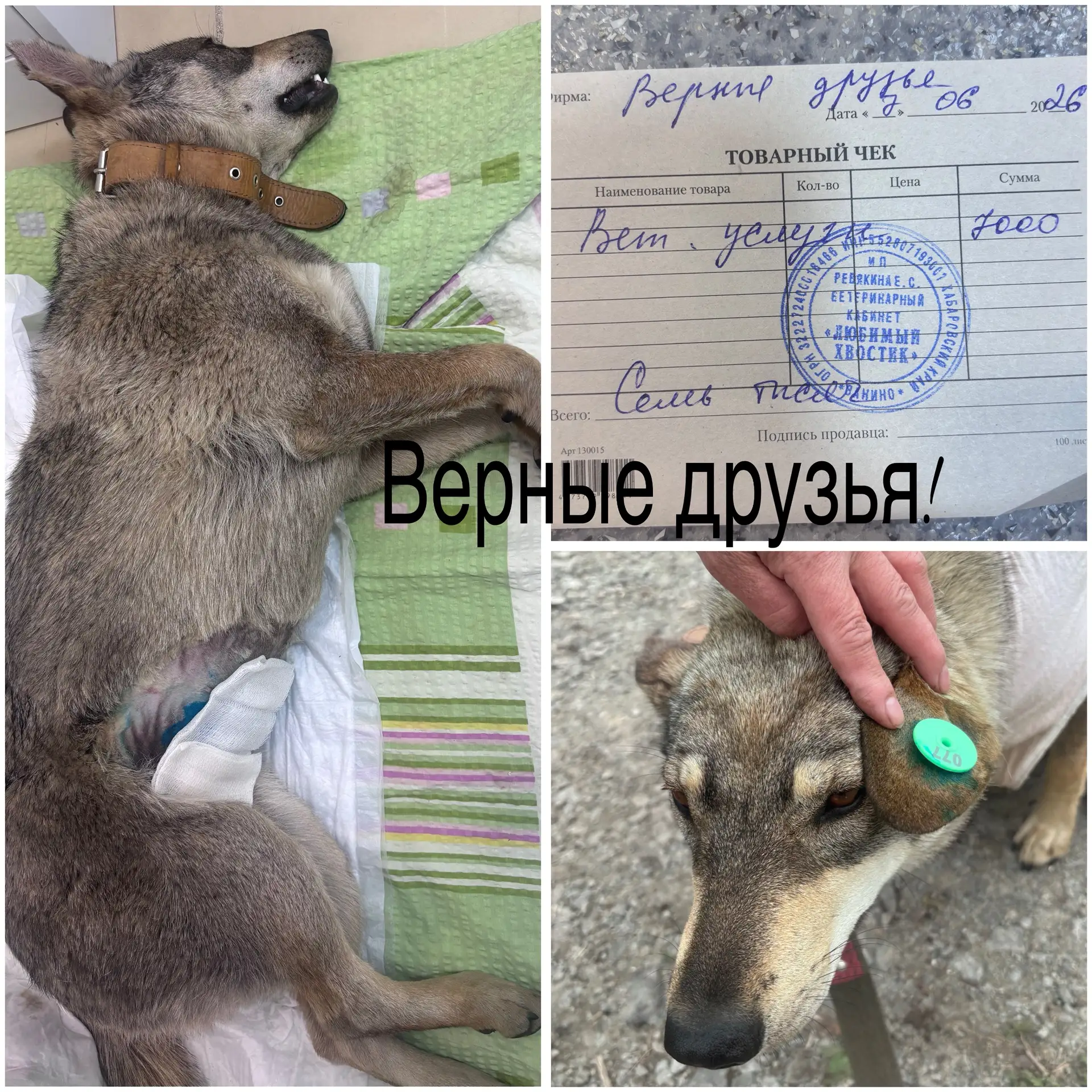 Проведена операция по стерилизации бездомной собаки с ул. Луговая п. Ванино. Собачка бы...