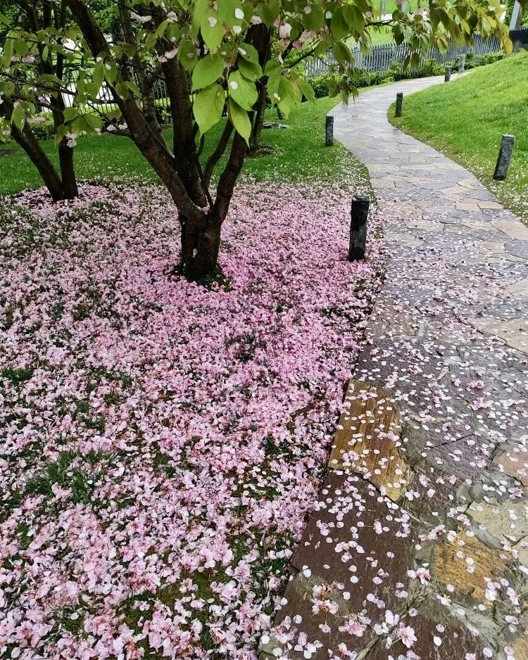 Сакура в Японском саду не поддаётся ветрам и дождям 🌸 держится…