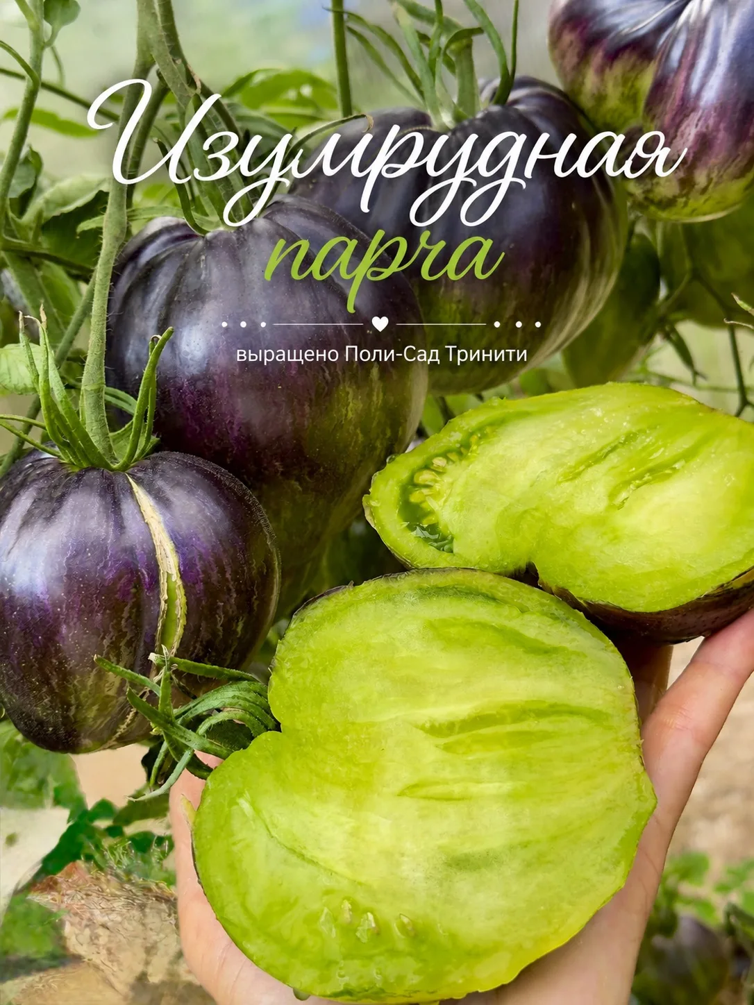 Три эффектных сорта томатов ✨🍅 из коллекции Софии Сааковой уже радуют меня в теплице.

Каждый из ни