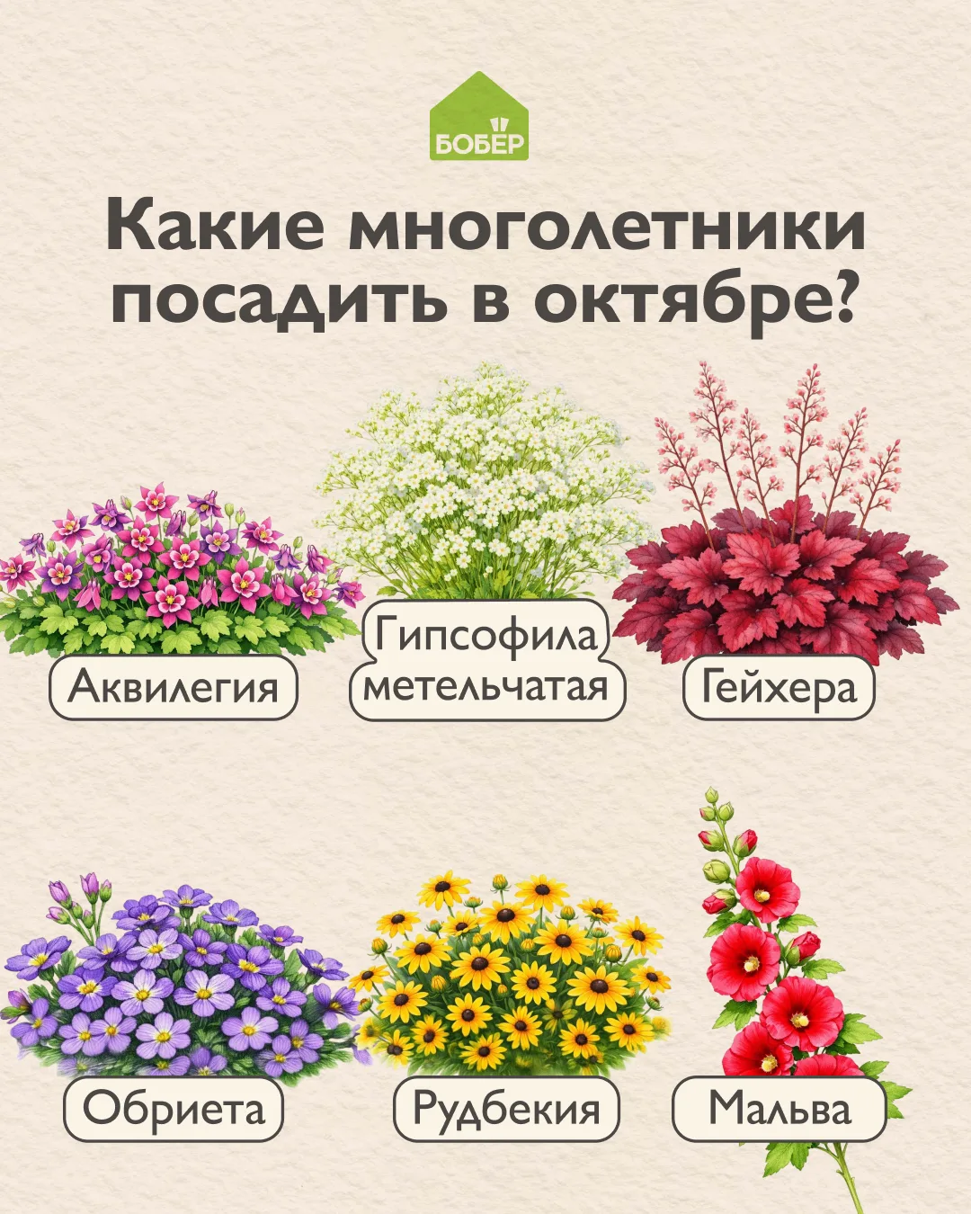 Они украсят сад в следующем сезоне 💚