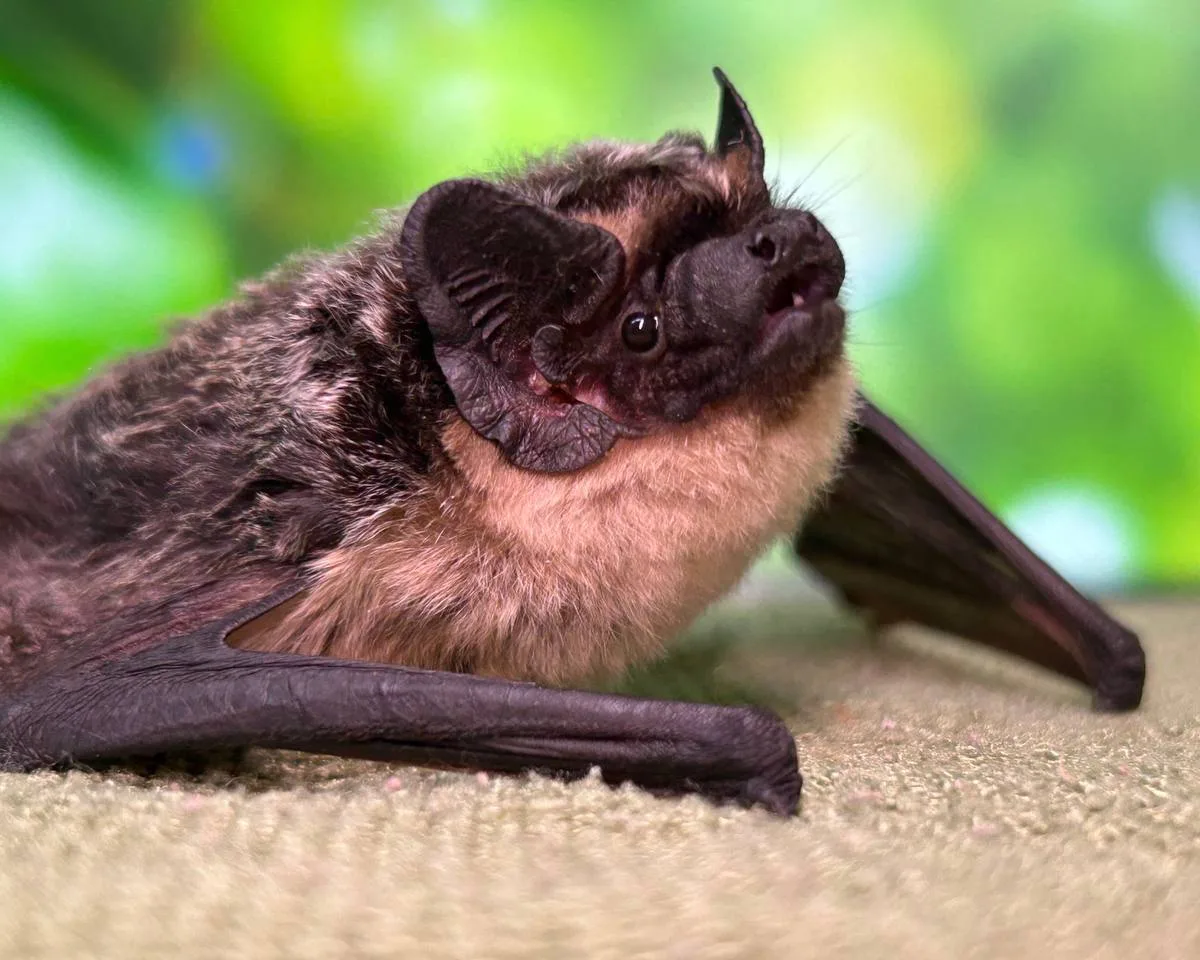 🦇 Бесплатный вход в Московский зоопарк, выпуск летучих мышей и выставка мотоциклов в рамках акции «Н