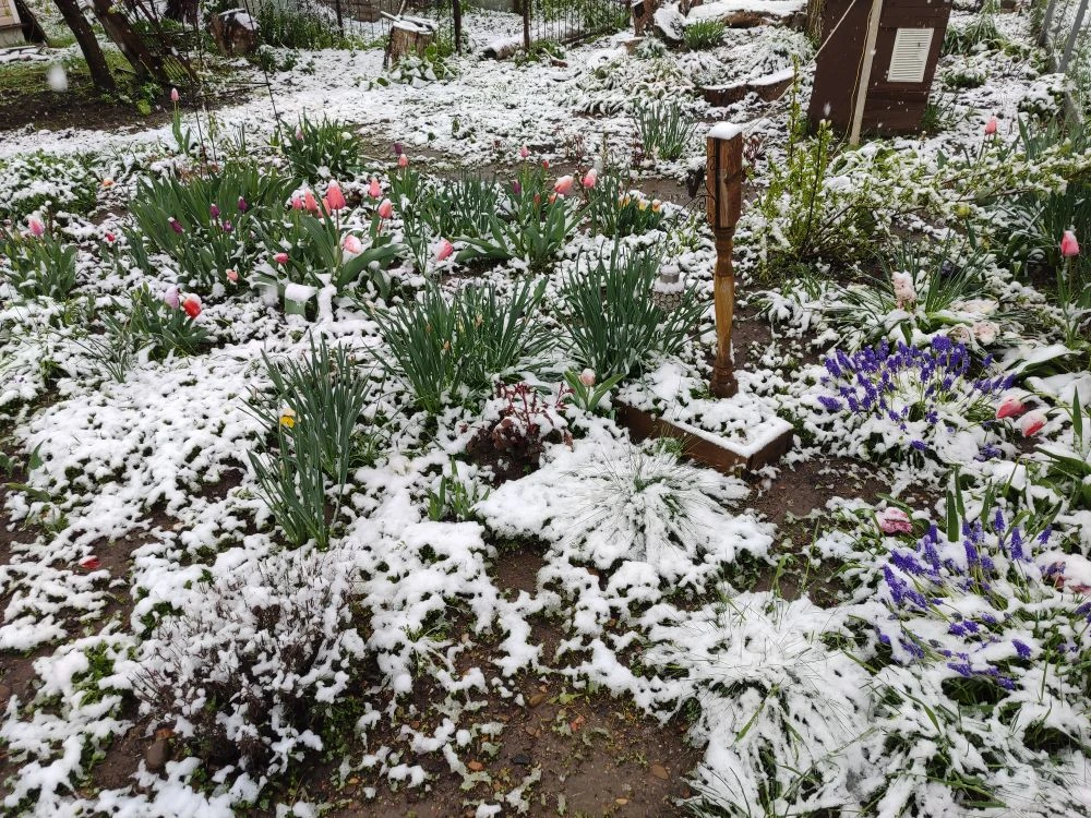 🥶❄❄❄ Это было 12 апреля прошлого года... Выпал снег, пролежал несколько часов, в резул...