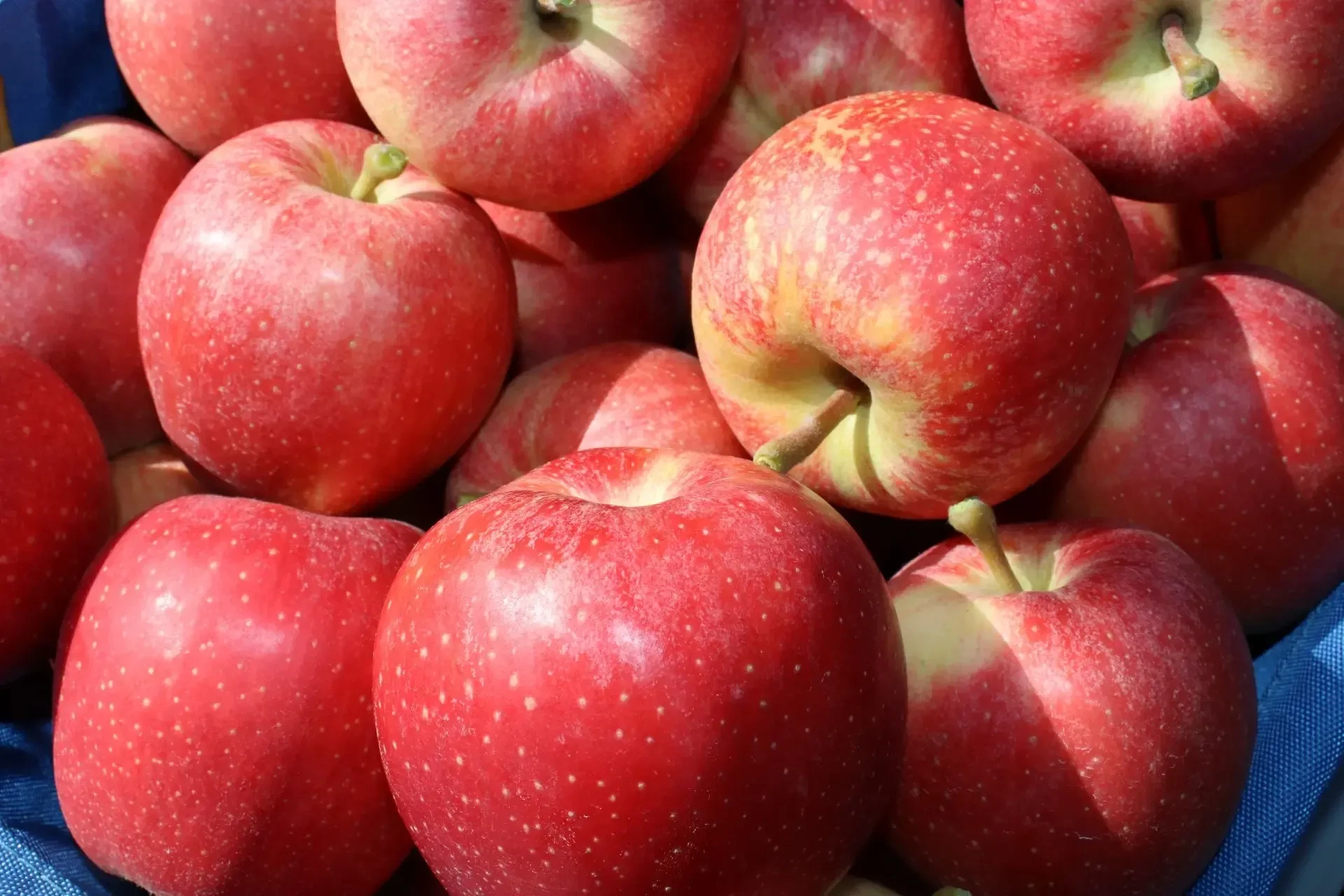 🍎 Летне-осенний сезон в ООО «Бетагран Кубань» в самом разгаре! 🍎