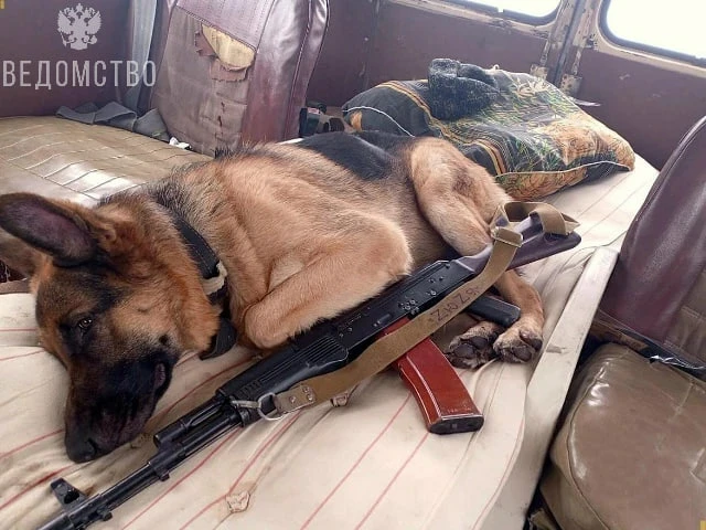 Доброе утро! На этих кадрах — пушистый боец, который не носит погоны, но несёт службу не хуже любого