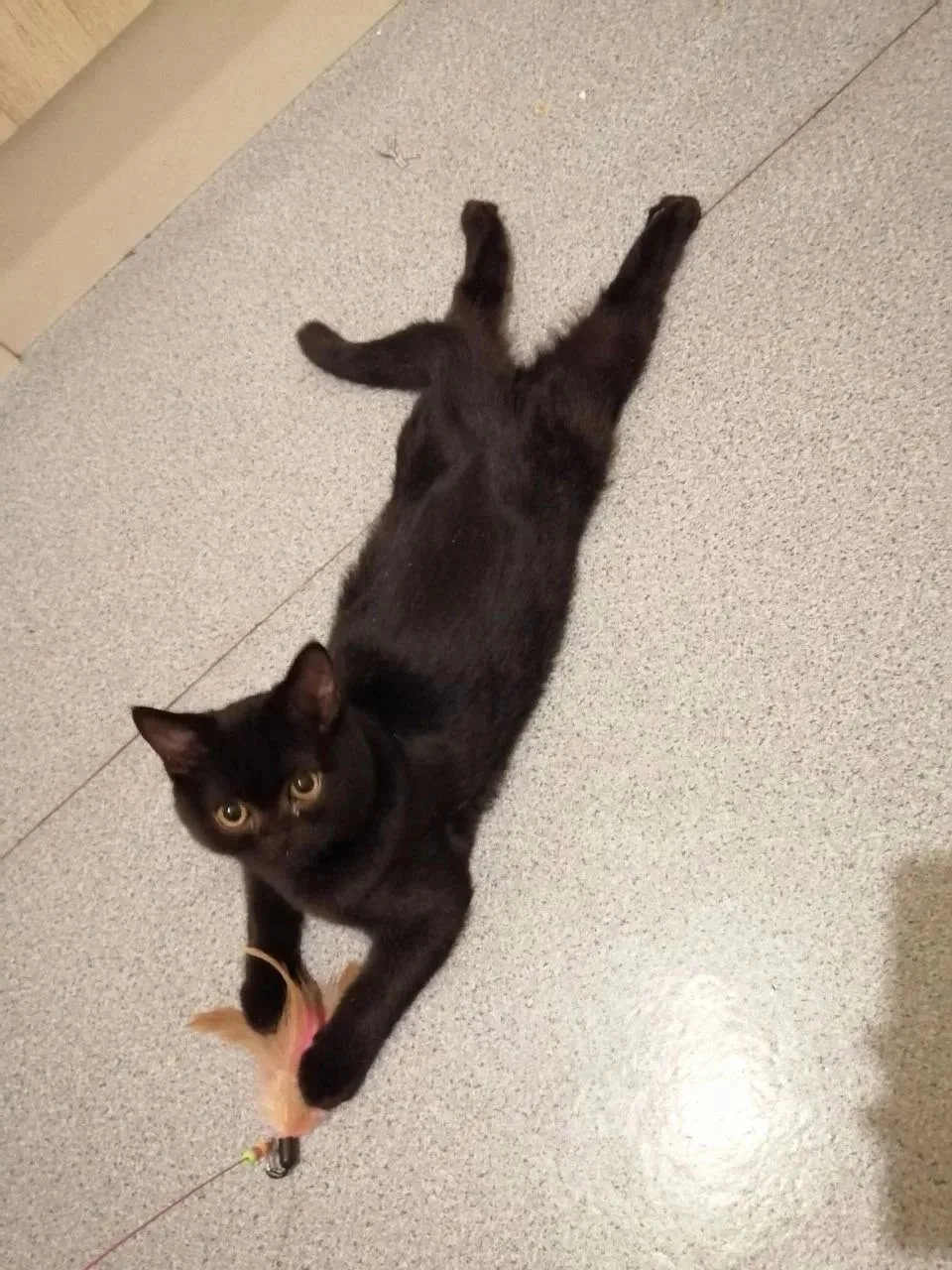 😞 ПРОПАЛ КОТ! ПОМОГИТЕ НАЙТИ! 😞

Потерялся кот по имени Уголёк 🐱. Это британец с примесью шотланд