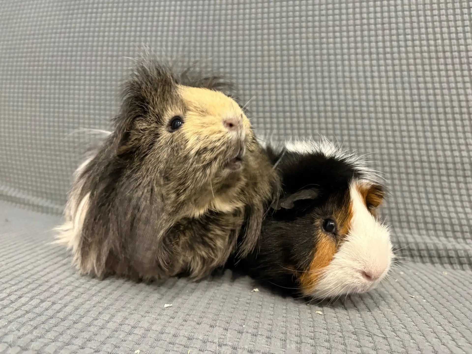Ищут дом 🏠 🐽