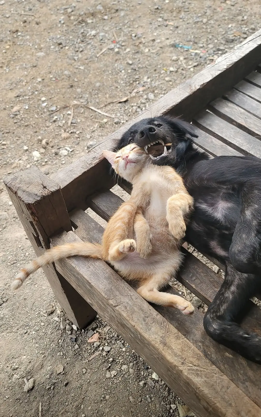Друзья🤗

max.ru/cats2025