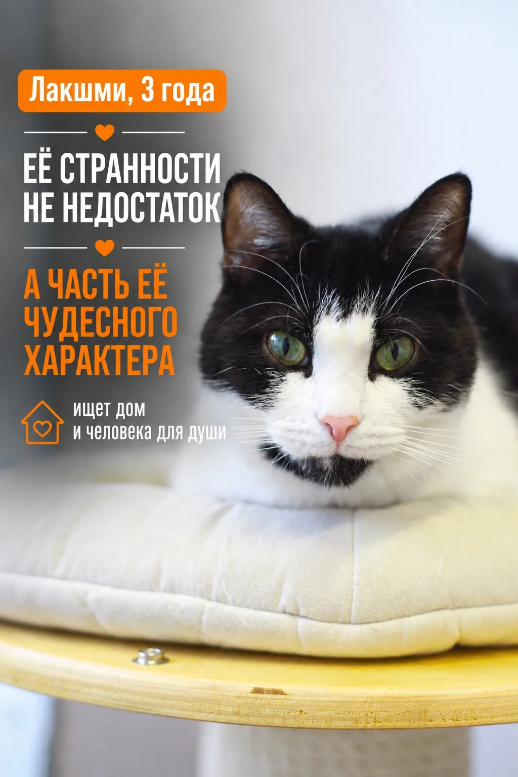 Лакшми — необычная и интересная кошечка.