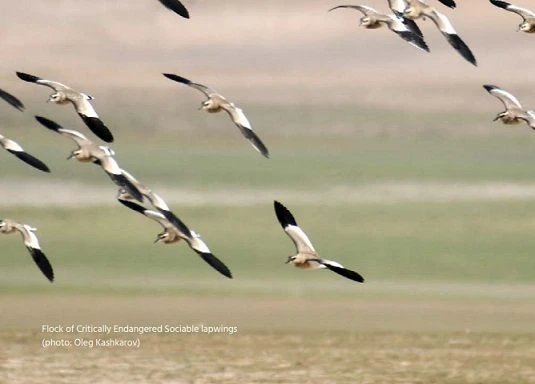 🦅 Ученые зафиксировали сокращение более 50% популяций перелетных птиц.