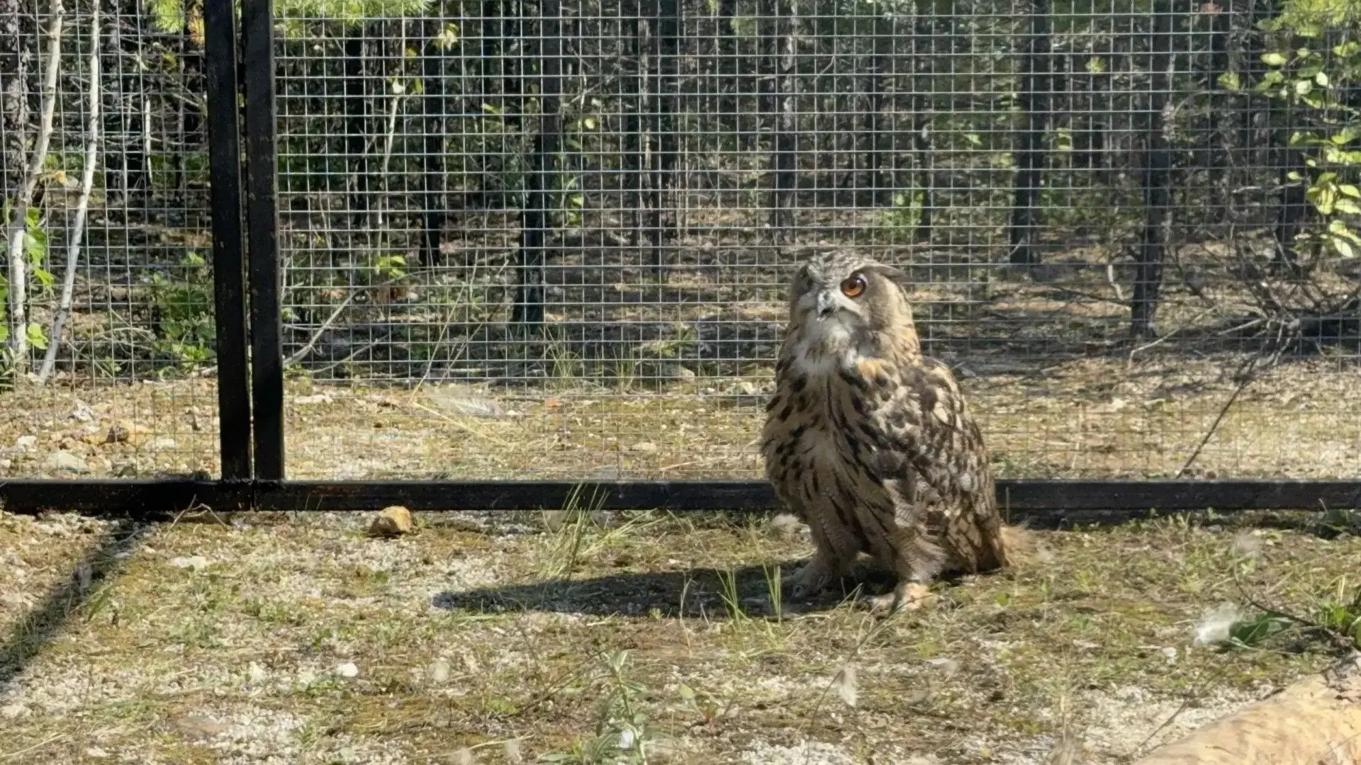 🦉Краснокнижных филинов выпустили в Режевском заказнике