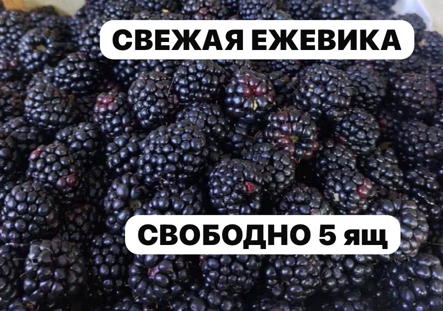 *ЗАБРОНИРОВАТЬ*: 89831934593