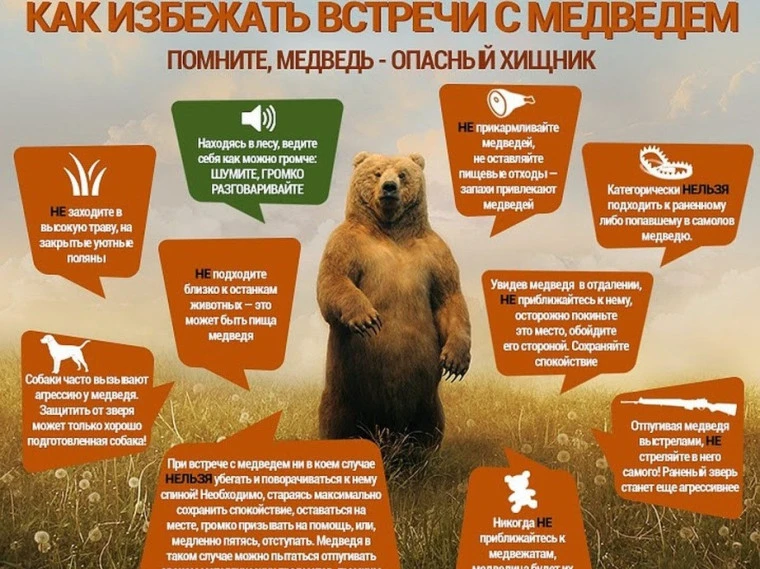 Медведи — одни из самых узнаваемых и мощных хищников на планете. У медведей отлично раз...