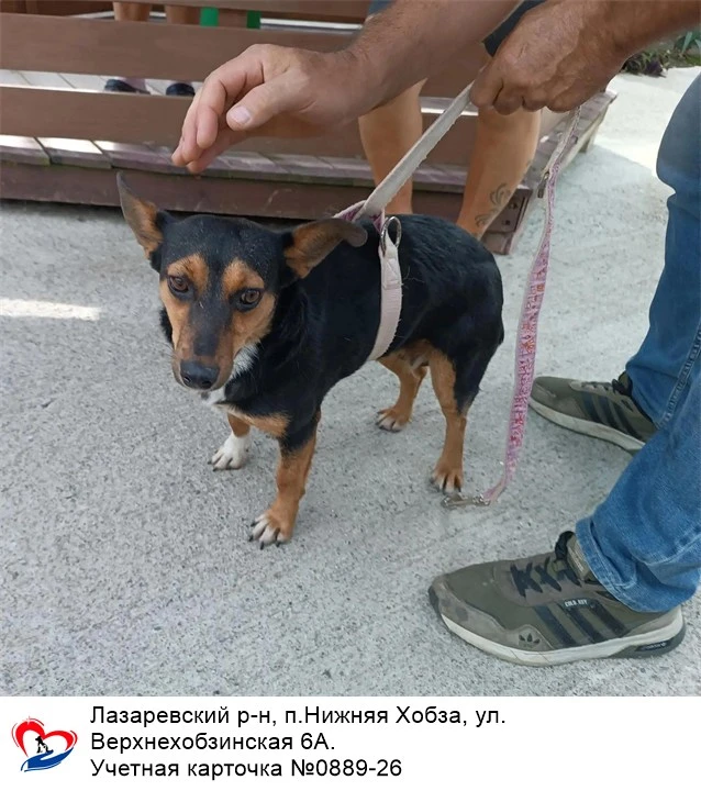 07.10.2026 был отлов собак по адресам: