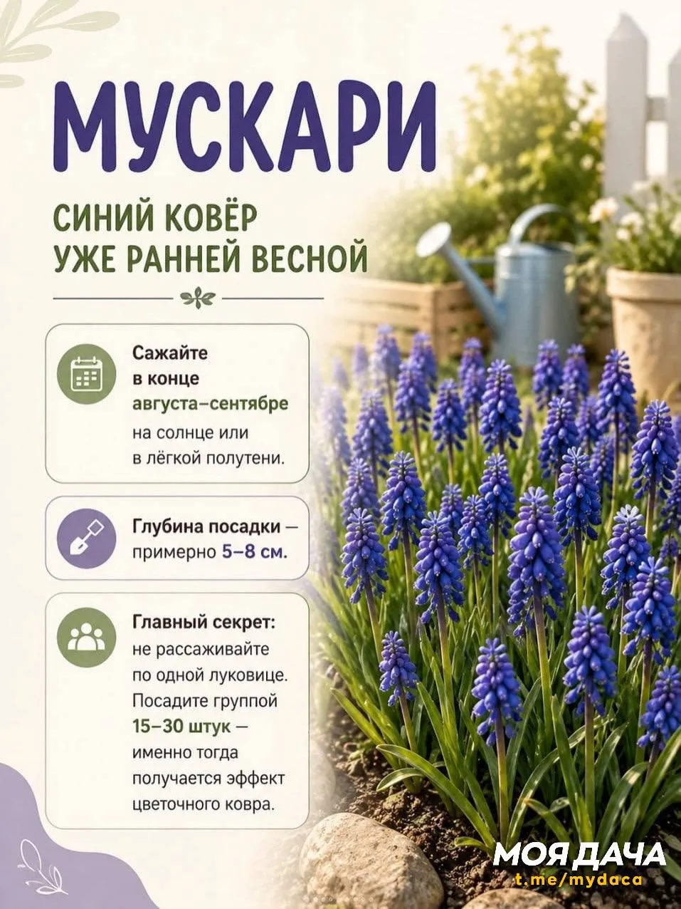 7 растений, которые ещё не поздно посадить 💐
