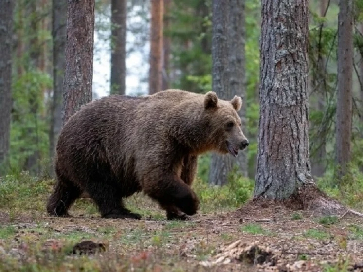 В Шахунье зафиксированы случаи появления медведя😨