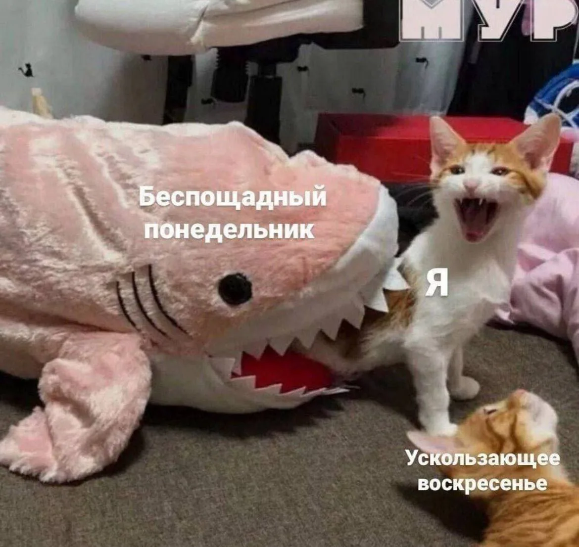 Доброе утро понедельника!